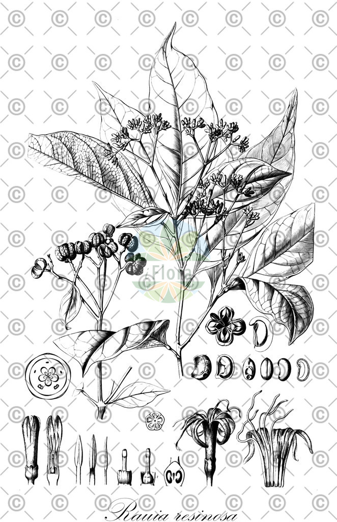 HistAbb_wfo-0000294977_1_ENZY_Simple | Historische Abbildung von Rauia resinosa - Rutaceae | Historical Illustration of Rauia resinosa - Rutaceae