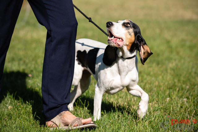 Dogshow CACIB Sonntag in Aarau | Dogshow CACIB Sonntag in Aarau. 25.06.2023 Foto: LeoWyden