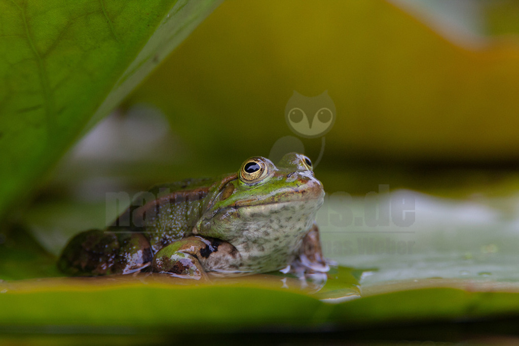 20080530112659 | Der Teichfrosch, ungenauer auch Wasserfrosch genannt, gehört innerhalb der Ordnung der Froschlurche zur Familie der Echten Frösche. - Realisiert mit Pictrs.com