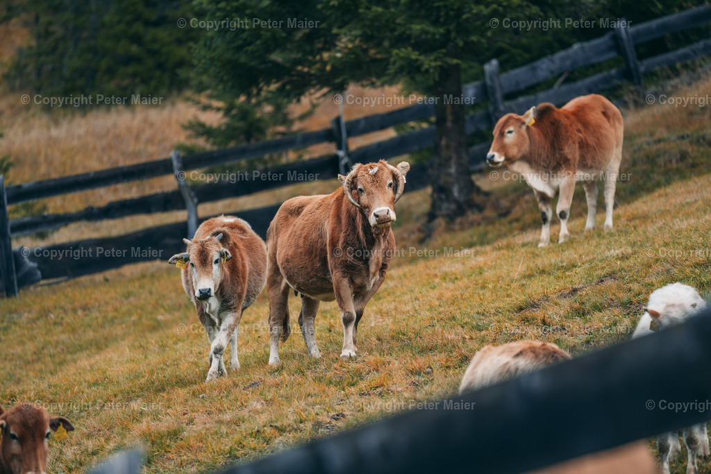 Oberstalleralm_Herbst_2023-331 | piet_flosse