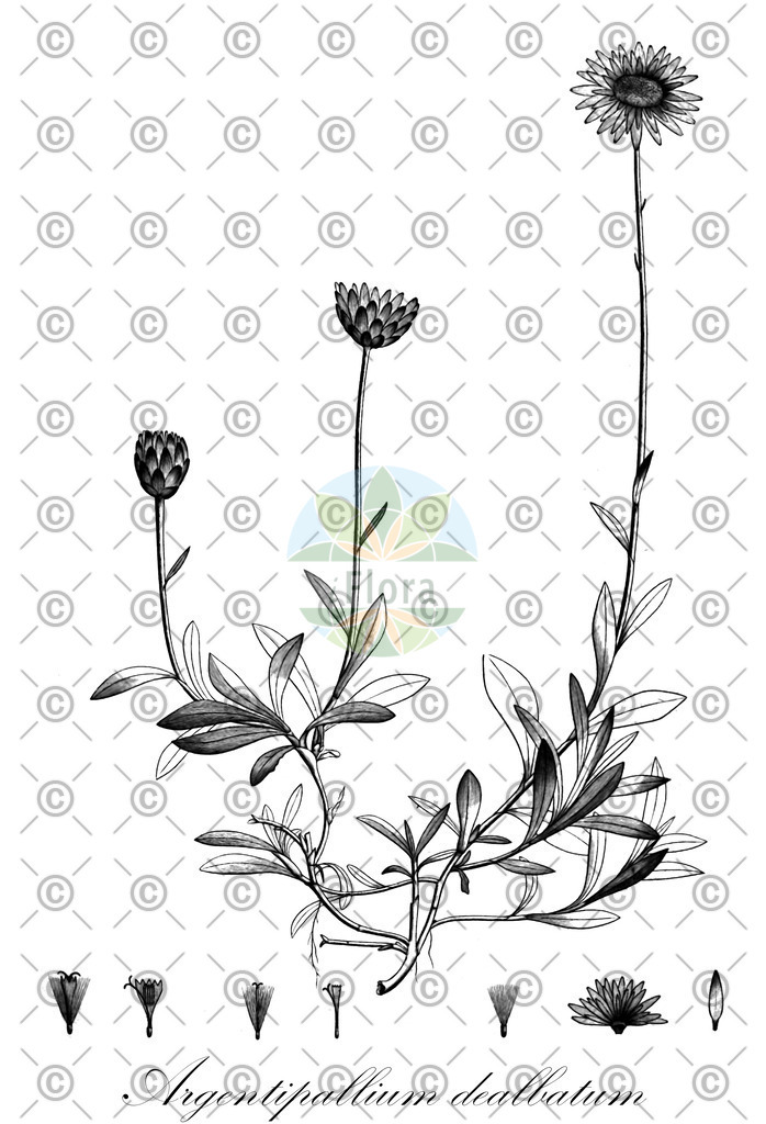 HistAbb_wfo-0000264522_1_ENZY_Simple | Historische Abbildung von Argentipallium dealbatum - Asteraceae | Historical Illustration of Argentipallium dealbatum - Asteraceae