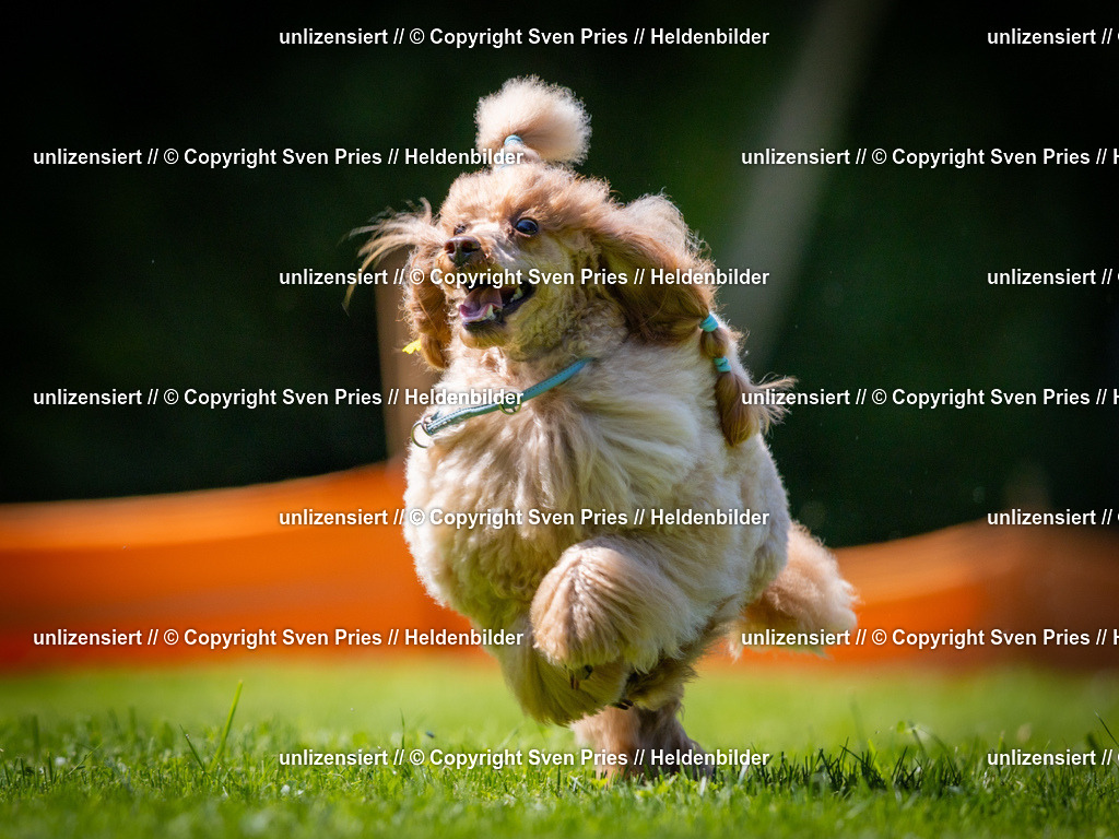 Sven Pries | 2025-08-10 - Hunderennen Durlach - Realisiert mit Pictrs.com