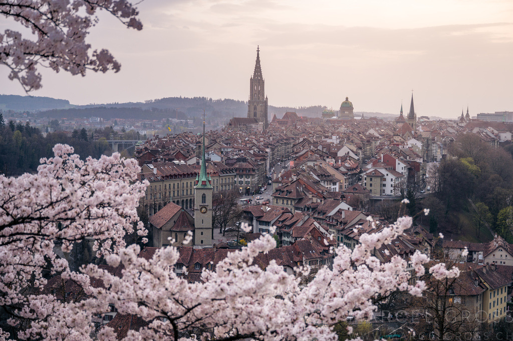 flowering cherry tree in front of the oldtown of Bern in spring | Die ideale Geschenkidee für Naturliebhaber. Naturbilder von Marcel Gross Photography für ihr Zuhause in den verschiedensten Formaten und Materialien. - Realisiert mit Pictrs.com