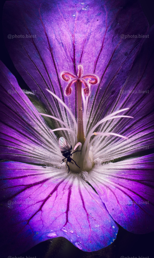 Storchennest | Die Blüte eines Storchenschnabels, mit Besuch. - Realisiert mit Pictrs.com