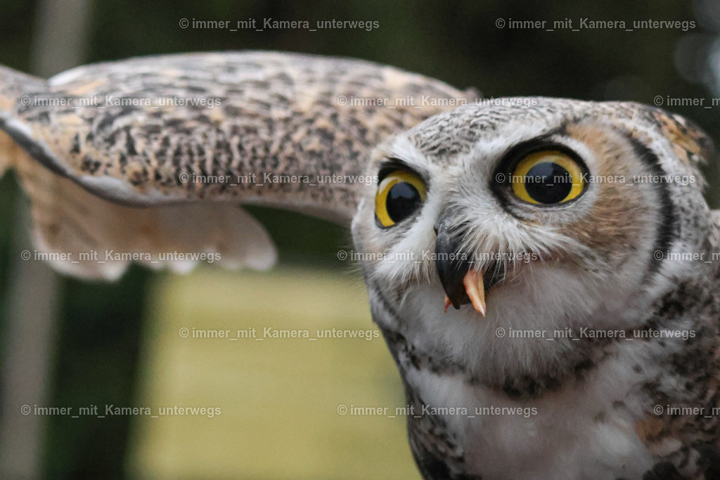 9I4A3252 | immer_mit_kamera_unterwegs