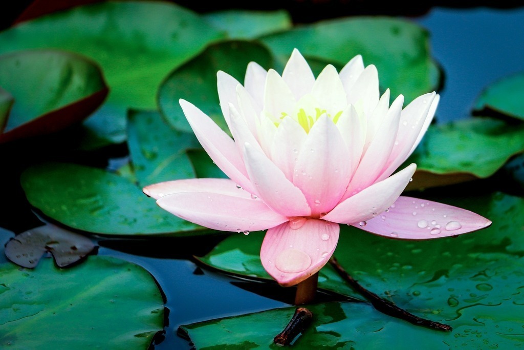 Seerose | fotografie-bernd-pfalzgraf - Realisiert mit Pictrs.com