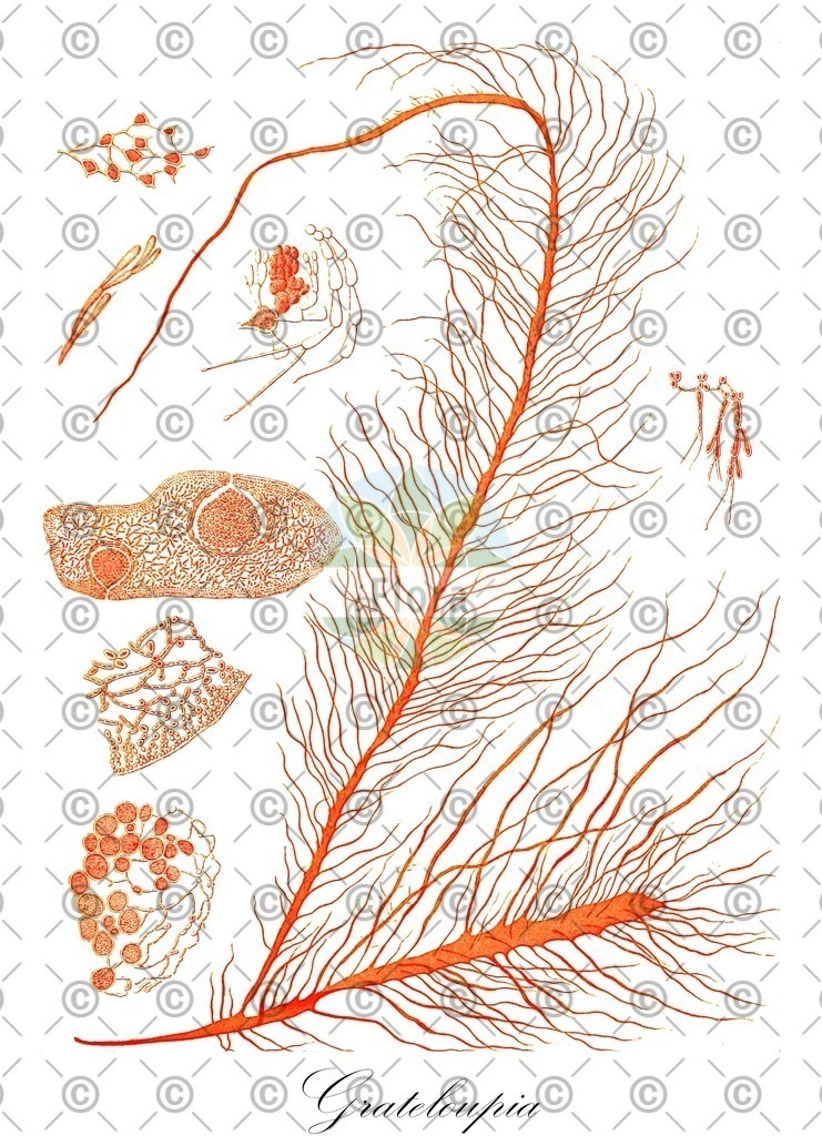 HistAbb_4QXG_3_ENZY_Simple | Historische Abbildung von Grateloupia - Halymeniaceae (0) | Historical Illustration of Grateloupia - Halymeniaceae (0)