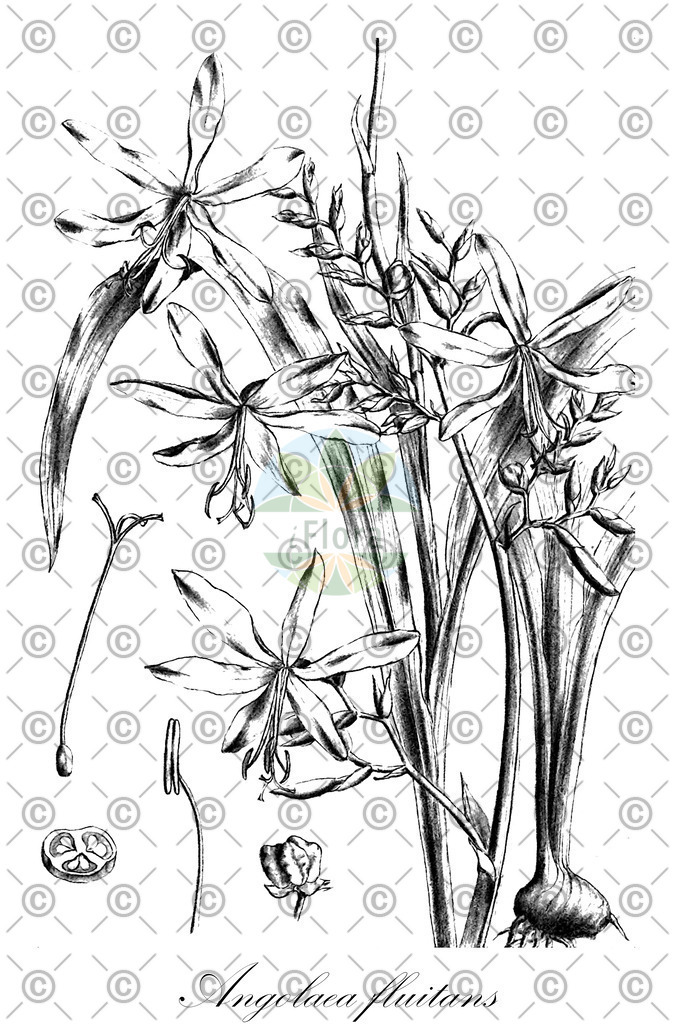 HistAbb_wfo-0000536542_102_ENZY_Simple | Historische Abbildung von Angolaea fluitans - Podostemaceae | Historical Illustration of Angolaea fluitans - Podostemaceae