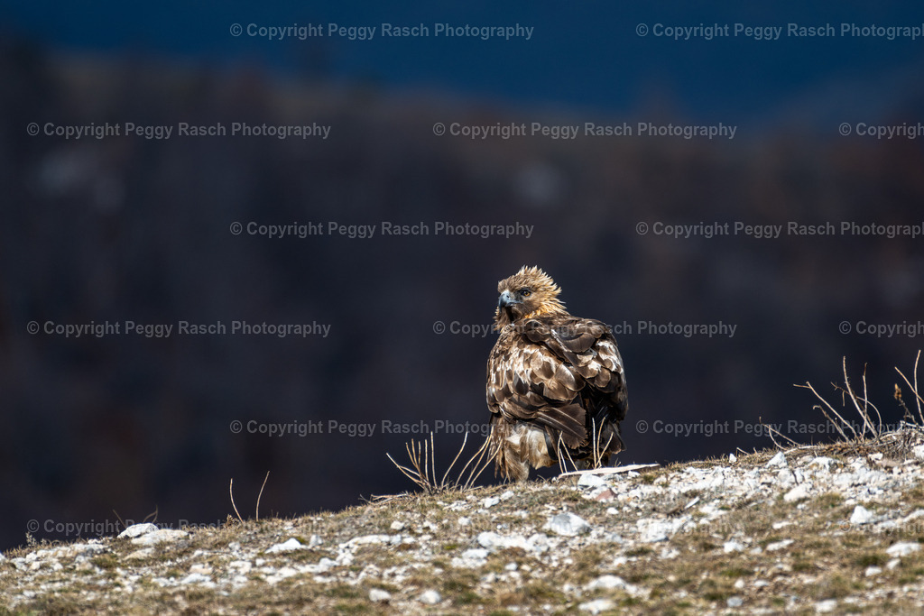 Steinadler (3) | PeggyRaschPhotography - Realisiert mit Pictrs.com
