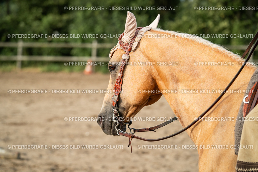 DSC06105 | Pferdegrafie