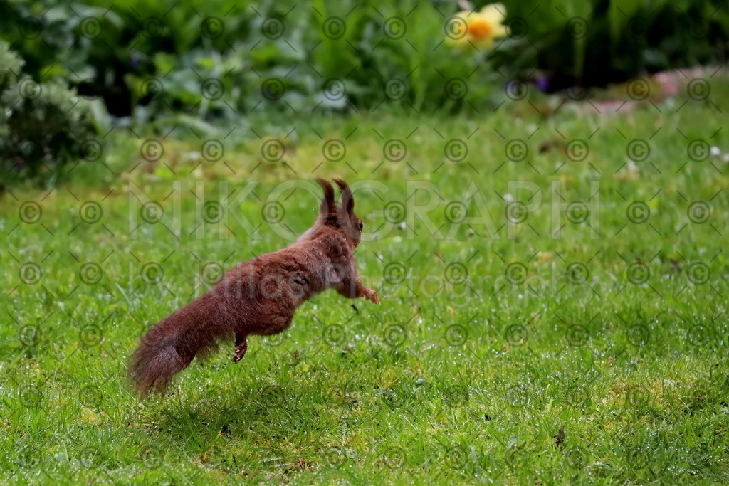 Eichhörnchen | Ein Einhörnchen läuft über eine feuchte Wiese.