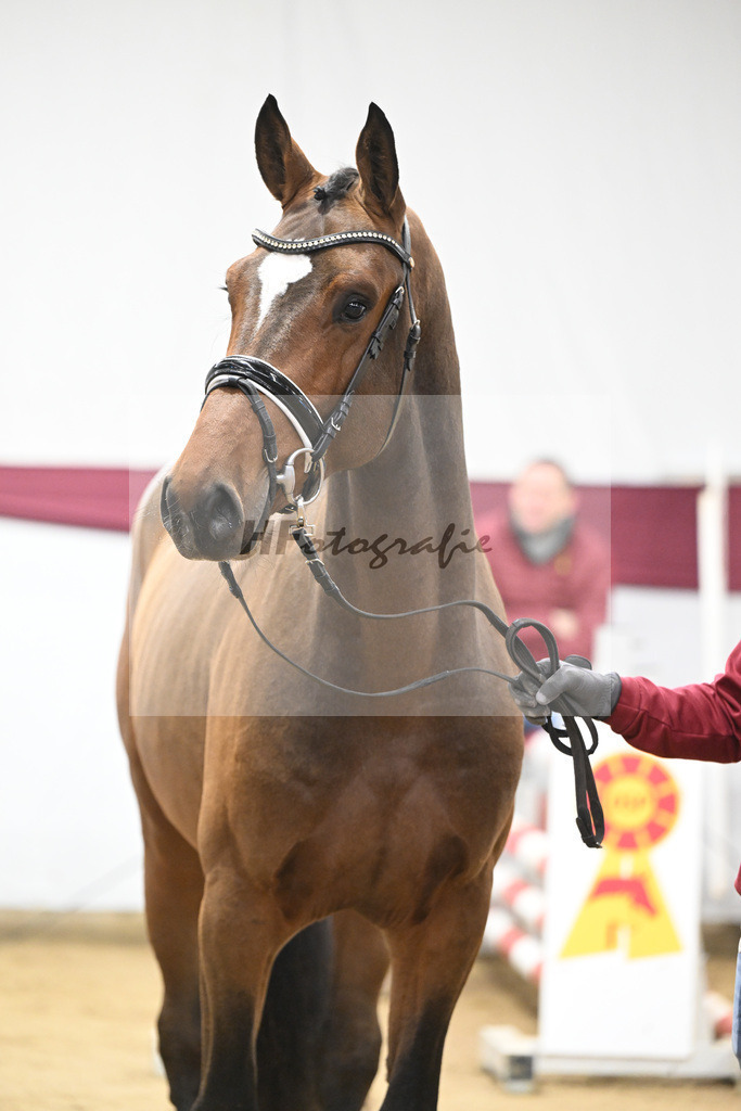 Kat-Nr. 84 Million Dollar x Caretino_Gestuet Spitzenhof_47252986 | hf-fotografie - Realisiert mit Pictrs.com