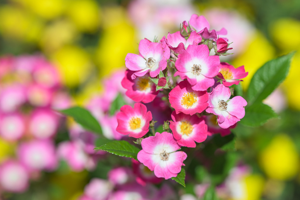 parkrosen-mozart-vb | Entdecken Sie hochwertige Kunstdrucke im Online-Shop von Rainer Plett. Die Fotografien umfassen norddeutsche Landschaften, Blumen, Tiere, Natur und Sehenswürdigkeiten. Erfreuen Sie sich an auserlesenen Motiven aus Schleswig-Holstein und Hamburg. - Realisiert mit Pictrs.com