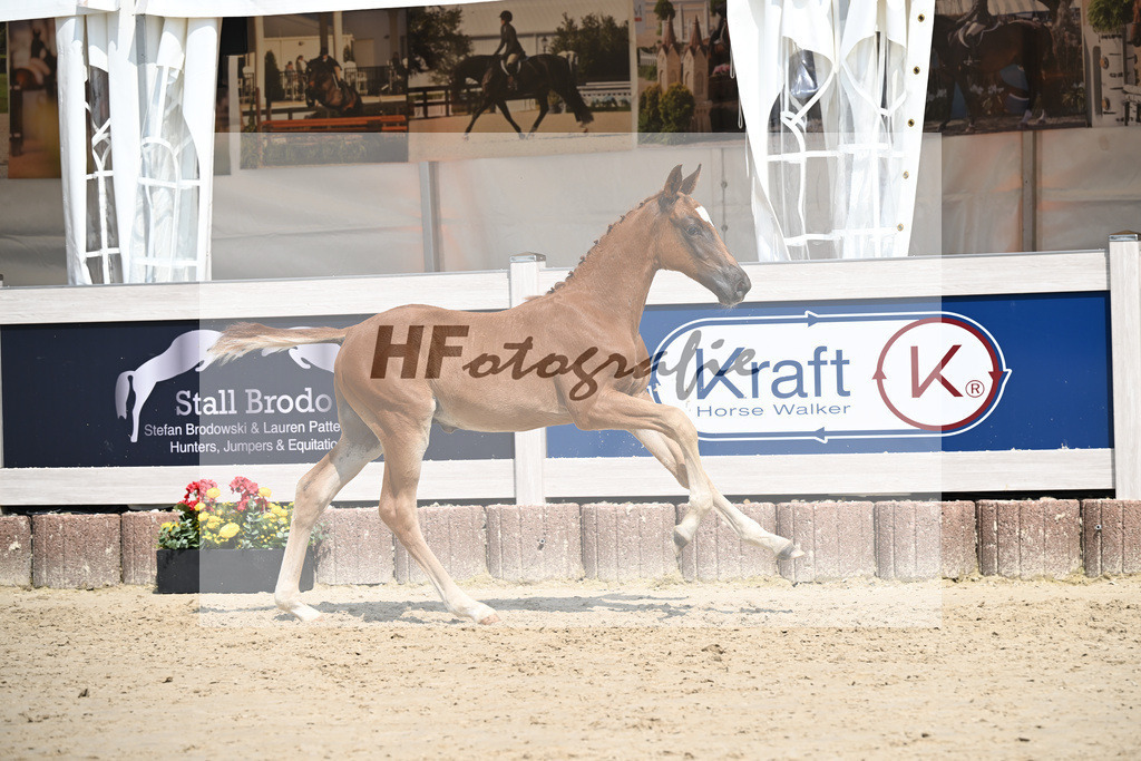 Arezzo Man x Celentano_HF_Moldvai_12250448 | hf-fotografie - Realisiert mit Pictrs.com