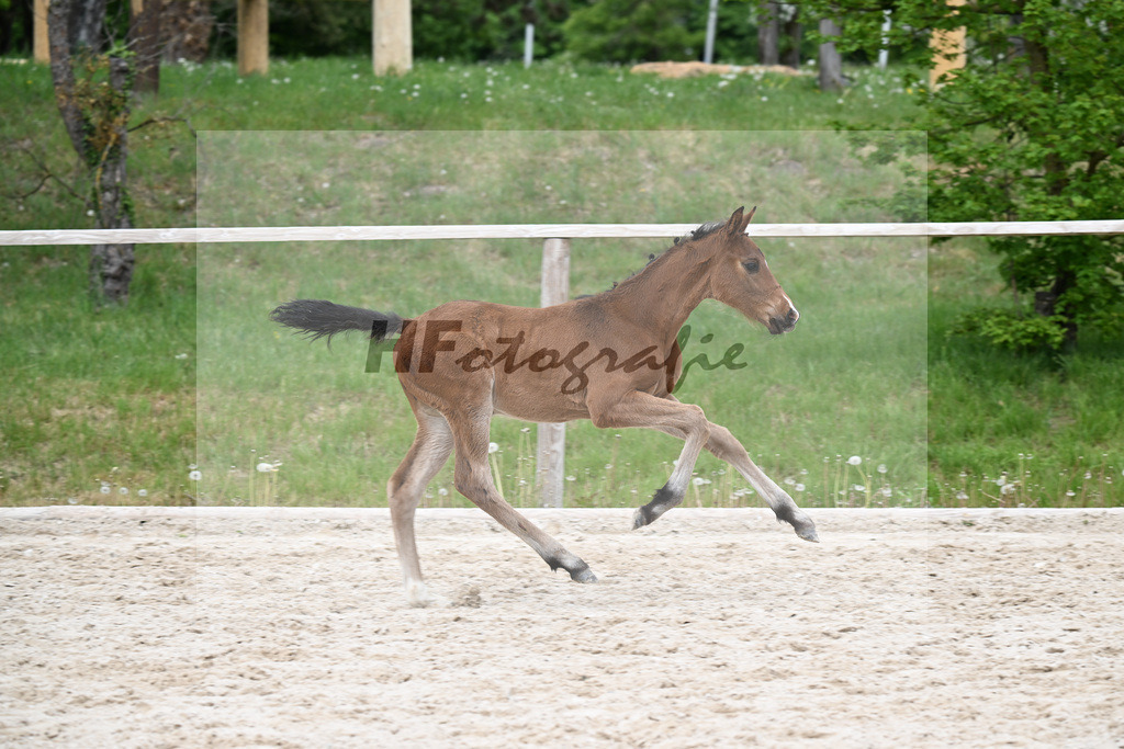 Kat-Nr. 32 HF Chelici Orange x High Level_Heinzelmann_24260916 | hf-fotografie - Realisiert mit Pictrs.com
