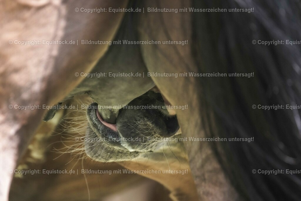 20210617_Fohlen_0274 | Foto: Thomas Hartig