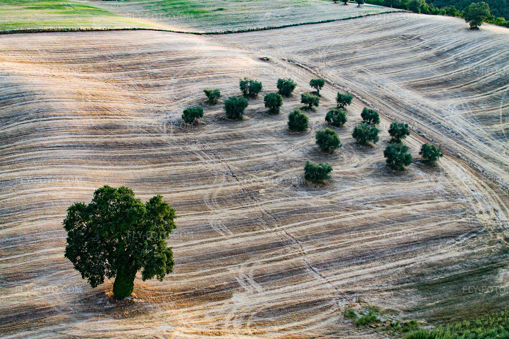 Aerial view: Trees in a field in the Marche region in Fossombrone in the state Pesaro und Urbino, Italy. – Photo: IMG_43161.jpg taken on 07/16/2011 by Werner Riehm/FLY-FOTO.com – Resolution of the original: 4272 x 2848 px