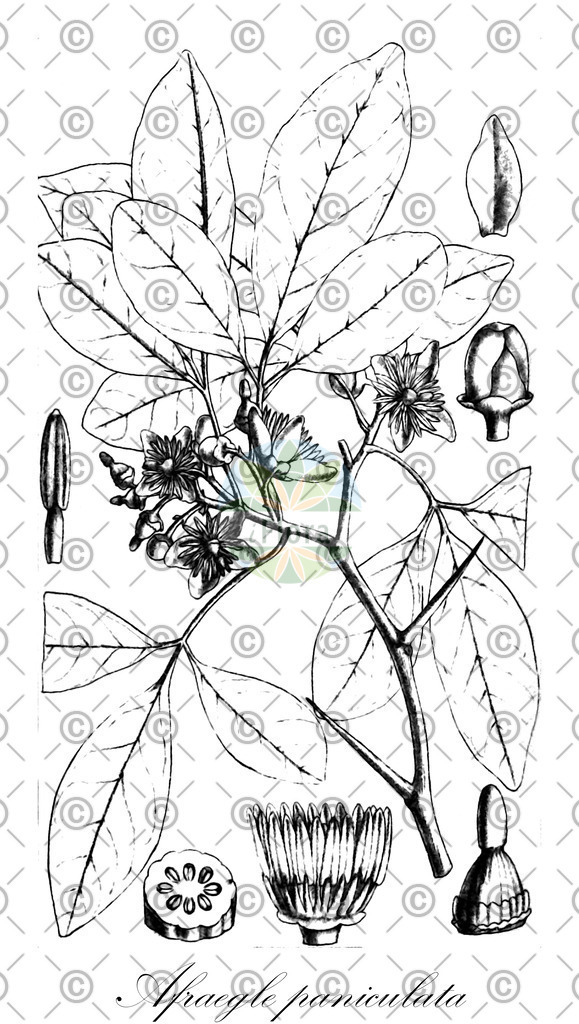 HistAbb_wfo-0000522601_1_ENZY_Simple | Historische Abbildung von Afraegle paniculata - Rutaceae | Historical Illustration of Afraegle paniculata - Rutaceae