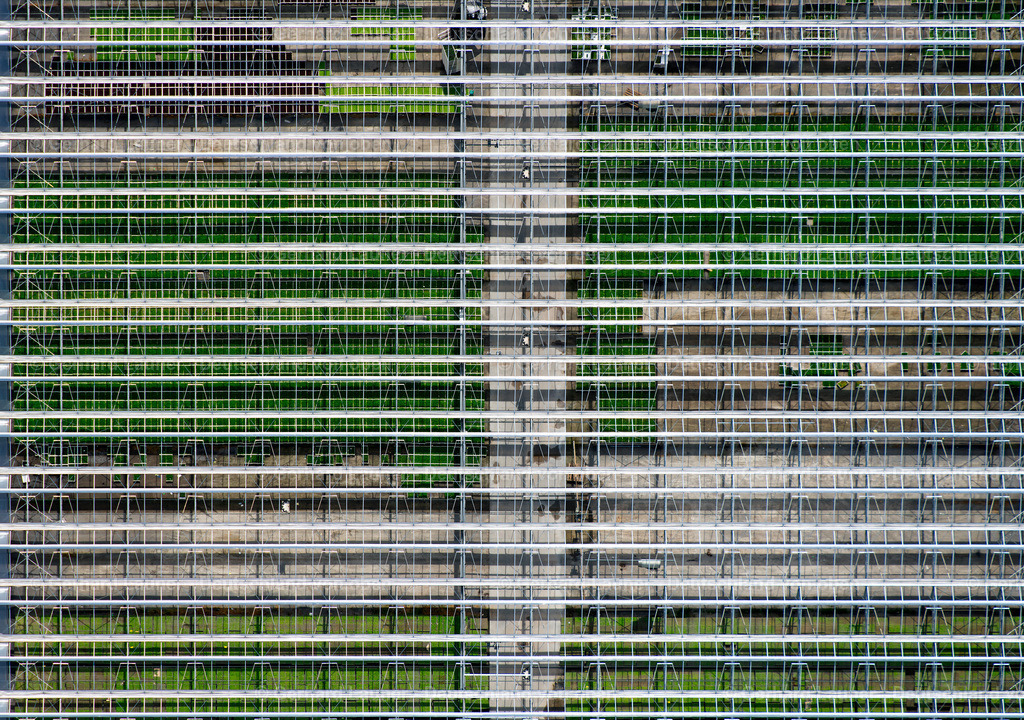 3806231 | Jungpflanzen Gernert, Albertshofen