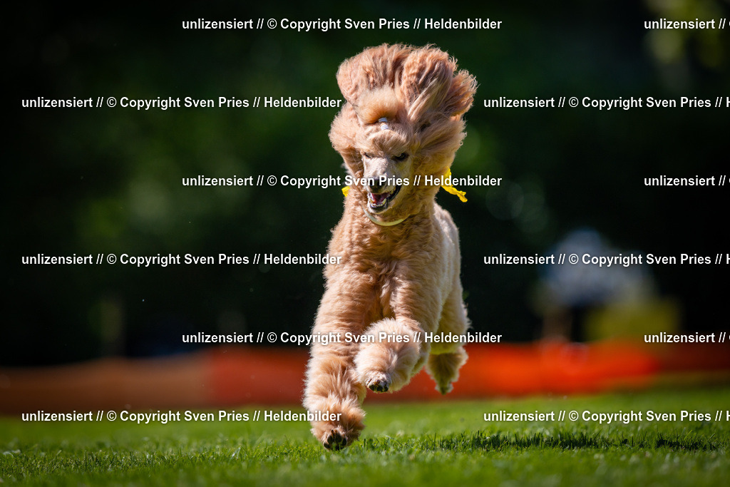 Sven Pries | 2025-08-10 - Hunderennen Durlach - Realisiert mit Pictrs.com