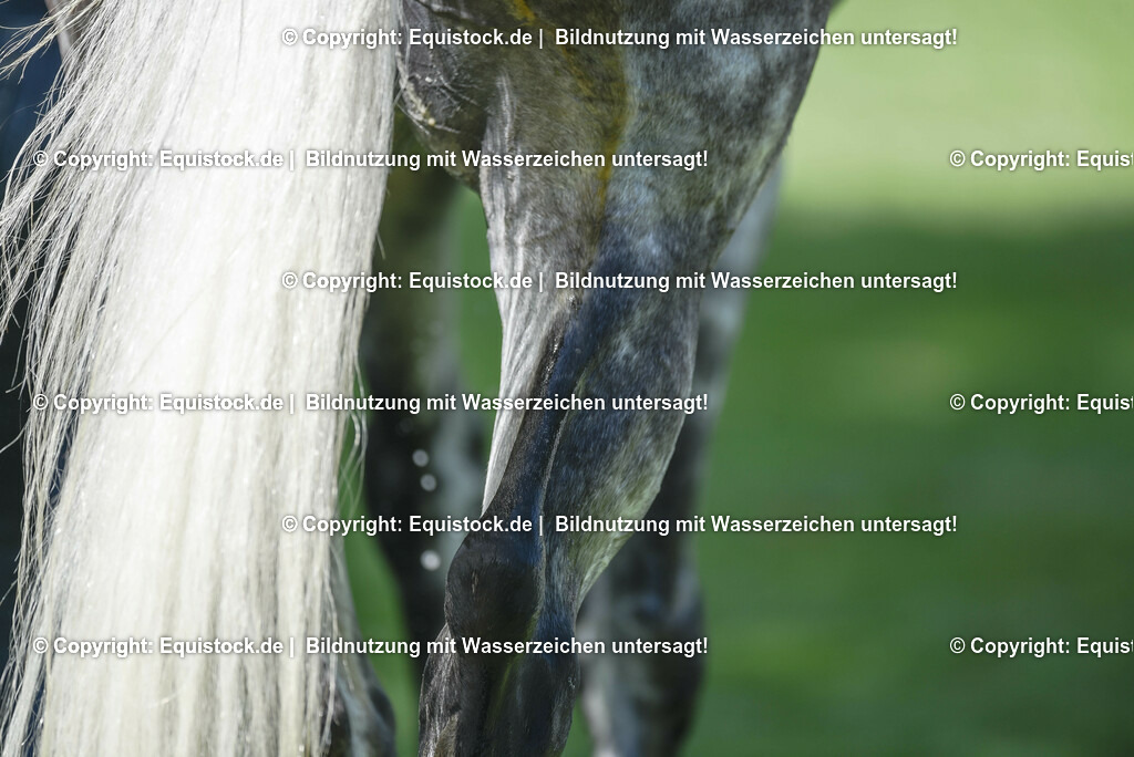 20230527_27_CCI4_Gelände_0252 | equistock