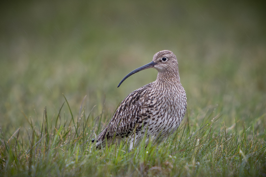 DSC_9523-Verbessert-RR | Ich bin Fotograf aus Neuburg an der Donau und spezialisiere mich auf Wildlife-Fotografie, Landschaftsaufnahmen und Portraits.Ob Hochzeit, Familienbilder oder Naturaufnahmen – ich fange echte Momente ein, die bleiben. 