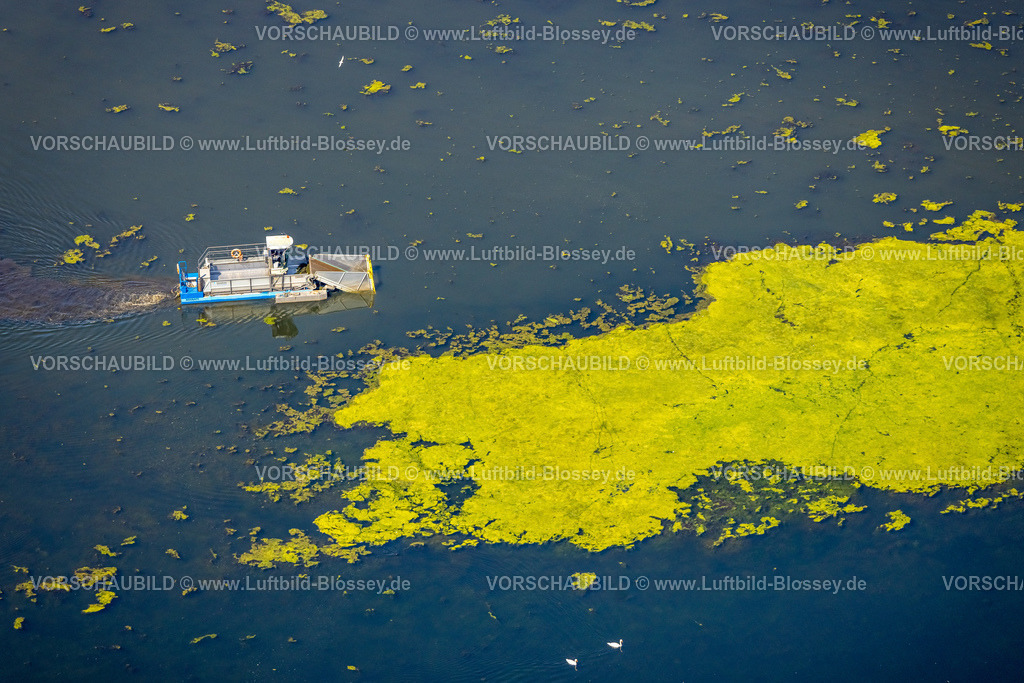 Witten220808440 | Luftbild, Kemnader See mit Elodea Blaualgen Wasserpest, mit  Mähboot, Westherbede, Witten, Ruhrgebiet, Nordrhein-Westfalen, Deutschland