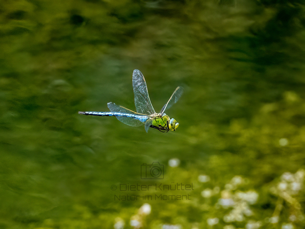 P1000828-Bearbeitet-2022-Bearbeitet-2022-LR | Natur im Moment - Realisiert mit Pictrs.com