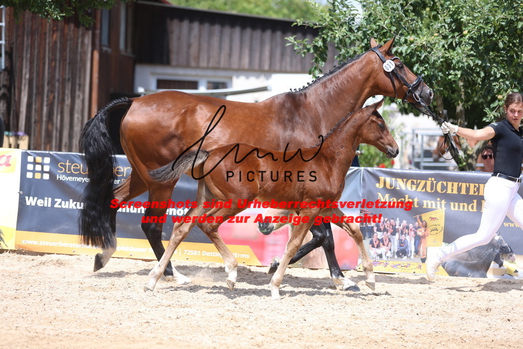 Fohlenschau_Schwäbisch_Hall_springbetonte_Fohlen_KN 31_6 | lmwpictures - Realisiert mit Pictrs.com