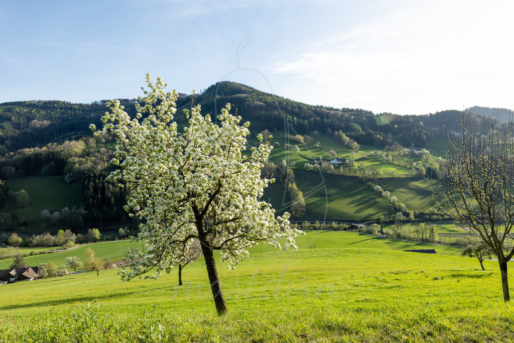 Birnbaumbluete_Mostviertel_2024_Mostdirn_Irmgard_Wieser-8245 | Ihre Fotografin im Lungau, ihre Fotografin im Mostviertel, Wandbilder Onlineshop, Imagefotos für Ihr Unternehmen,  - Realisiert mit Pictrs.com
