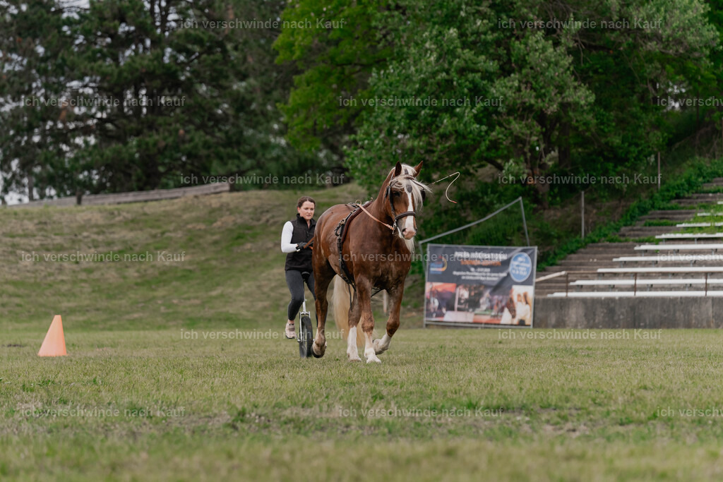 Showprogramm-366 | working equitationturnier fotograf videograf stoibphotography marixx film working equitation deutschland reitsport turnierfotografie eventfotografie equestrian events
