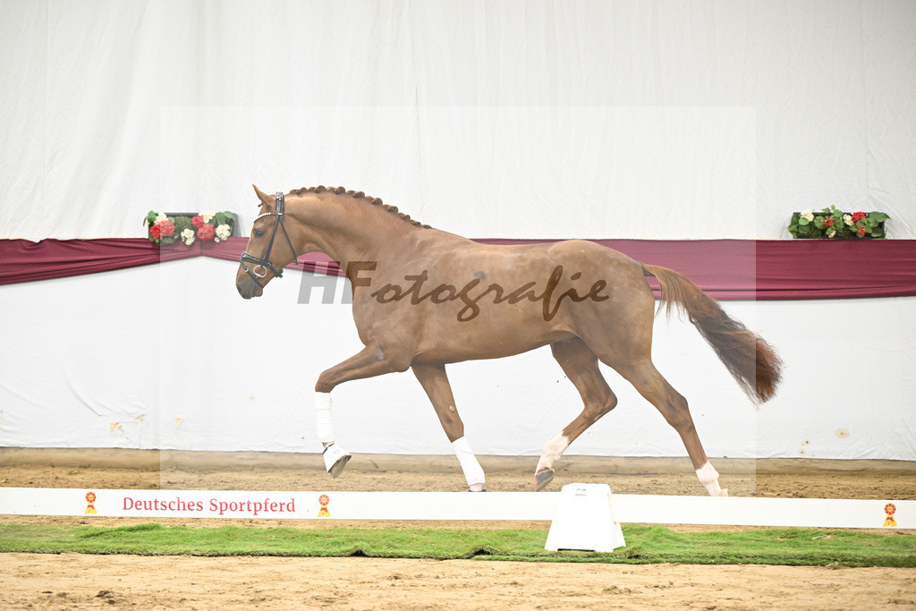 Kat-Nr. 62 Floricello x Zack_MH Pferdezucht u. -sport GmbH_47252363 | hf-fotografie - Realisiert mit Pictrs.com