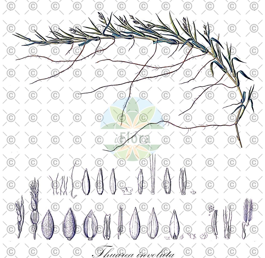HistAbb_wfo-0000323571_1_ENZY_Simple | Historische Abbildung von Thuarea involuta - Poaceae | Historical Illustration of Thuarea involuta - Poaceae