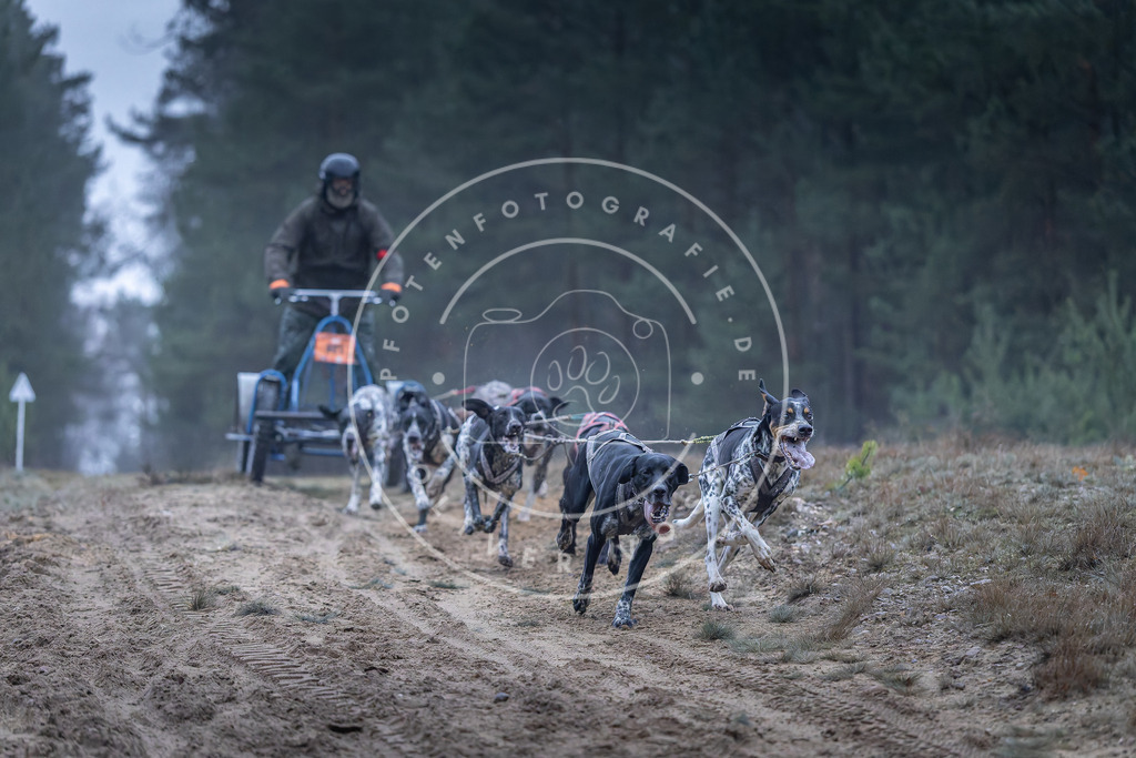 Pfotenfotografie_DV3A0117 | Hundefotografie, Tierfotograf, Pfotenfotografie, Fotoshooting Hund, Hunde Portrait, Hundesport, Hundeportraits, Heideshooting, Hunde, Sportfotograf, Hundefotograf, Turnierhundsport, THS,  - Realisiert mit Pictrs.com