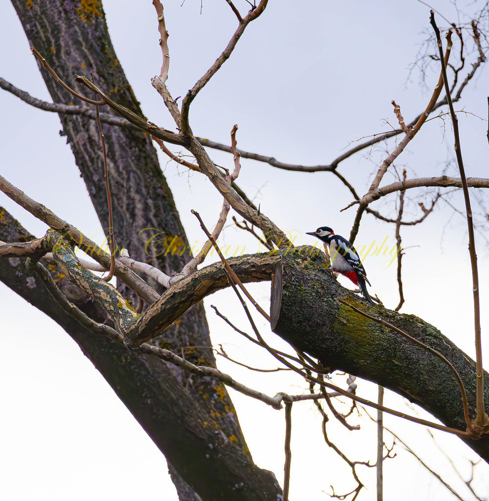 P 47 | Christian Vulin  - Realisiert mit Pictrs.com