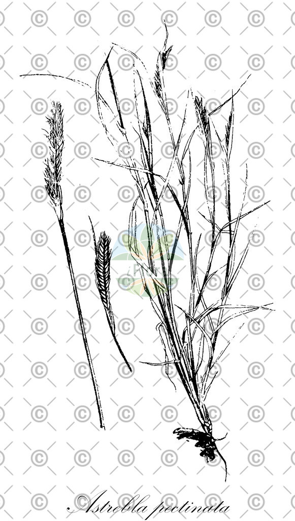 HistAbb_wfo-0001296630_1_ENZY_Simple | Historische Abbildung von Astrebla pectinata - Poaceae | Historical Illustration of Astrebla pectinata - Poaceae