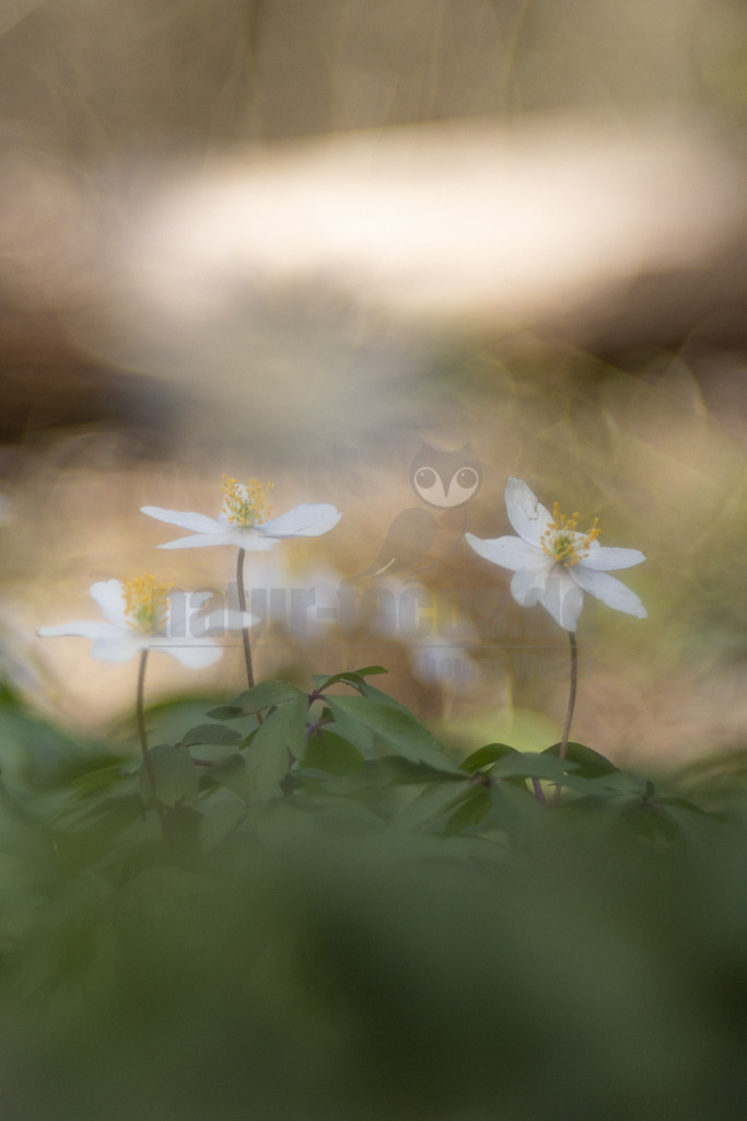 20220411113946-2 | Das Busch-Windröschen zählt zu den Frühjahrsboten und ist ein vertrauter Anblick, den viele von ihren Spaziergängen im Wald kennen. Denn wenn (bot.) Anemone nemorosa anfängt zu blühen, entfaltet es im Frühjahr wahre Blütenteppiche in Laubwäldern und unter Gehölzgruppen im Garten. Ab März leuchten die weißen Sternenblüten verheißungsvoll aus dem Laub hervor und rufen dem Betrachter förmlich entgegen, dass der Frühling nicht mehr weit ist. - Realisiert mit Pictrs.com