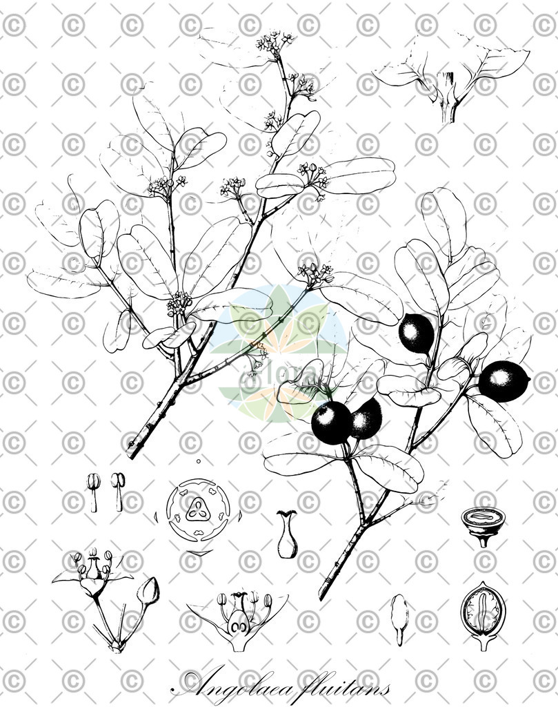 HistAbb_wfo-0000536542_459_ENZY_Simple | Historische Abbildung von Angolaea fluitans - Podostemaceae | Historical Illustration of Angolaea fluitans - Podostemaceae