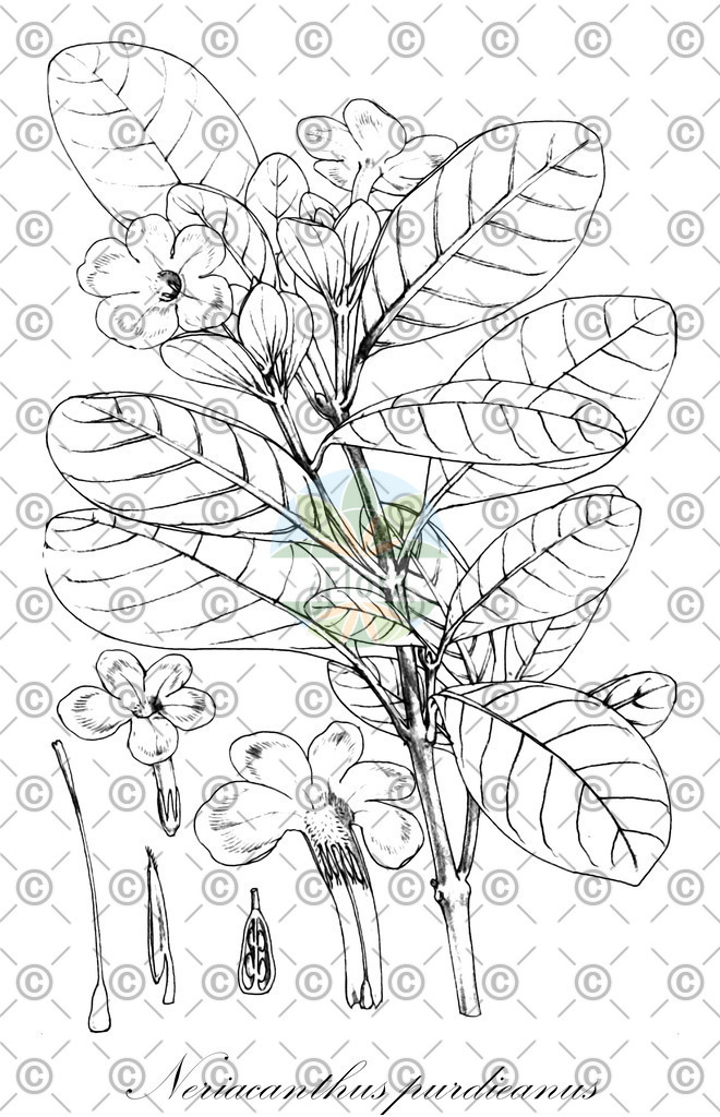 HistAbb_wfo-0000697918_1_ENZY_Simple | Historische Abbildung von Neriacanthus purdieanus - Acanthaceae | Historical Illustration of Neriacanthus purdieanus - Acanthaceae