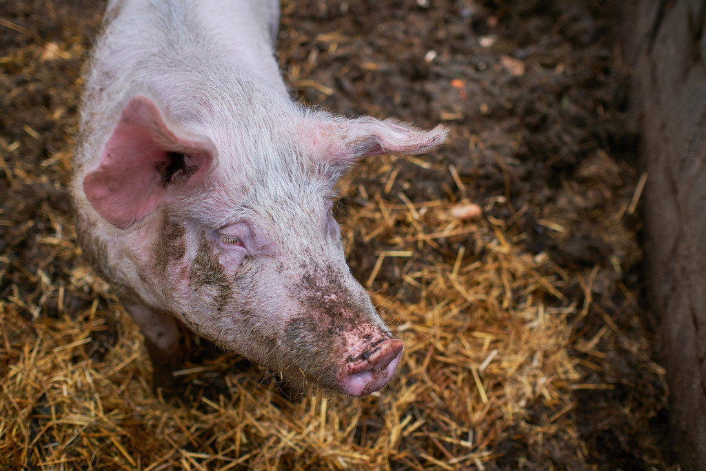 Glückliches Schwein auf dem Bauernhof | Niederoesterreich, Austria - December 30, 2020: Glückliches Schwein auf dem Bauernhof. - Realisiert mit Pictrs.com