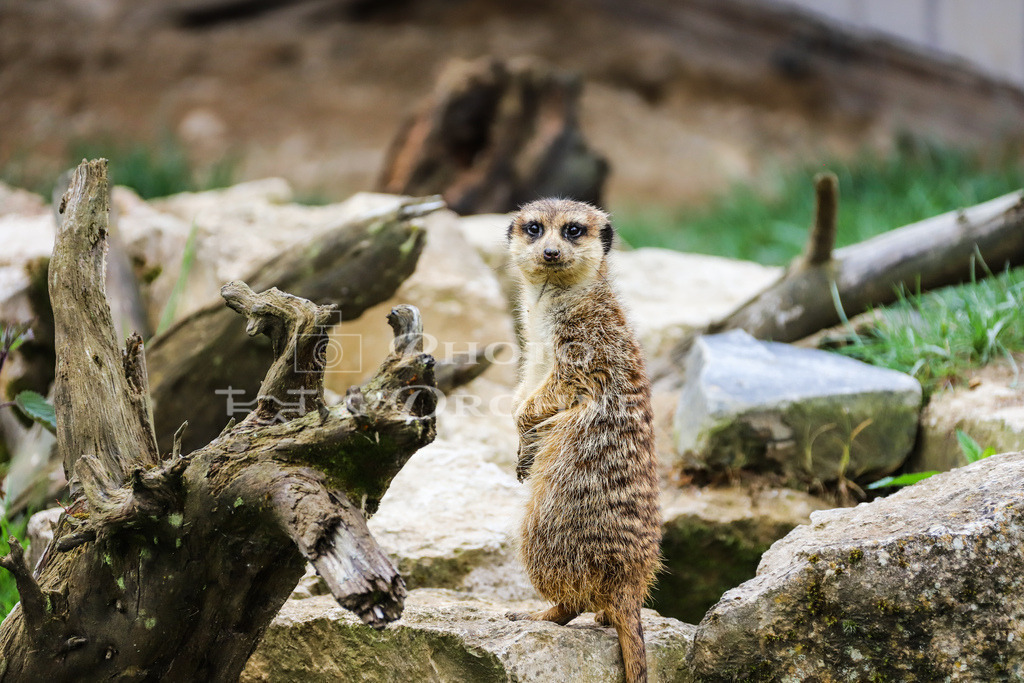 Erdmännchen-2741 | Erdmännchen leben in Gruppen von bis zu 30 Tieren und sind tagaktiv, wobei sie vor allem in den frühen Morgenstunden und am späten Nachmittag aktiv sind. - Realisiert mit Pictrs.com