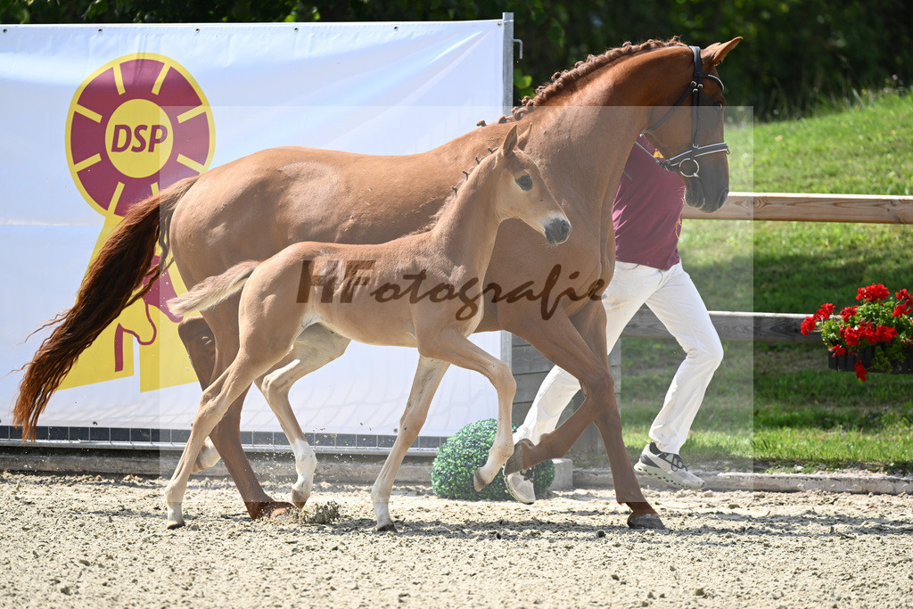 Kat-Nr. 39 SF Floricello x Vitalis_Lechl_28230611 | hf-fotografie - Realizzato con Pictrs.com