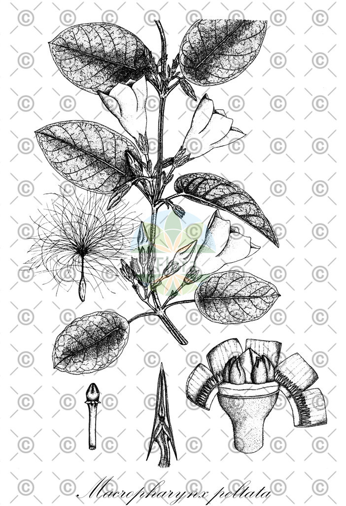 HistAbb_wfo-0000464692_1_ENZY_Simple | Historische Abbildung von Macropharynx peltata - Apocynaceae | Historical Illustration of Macropharynx peltata - Apocynaceae
