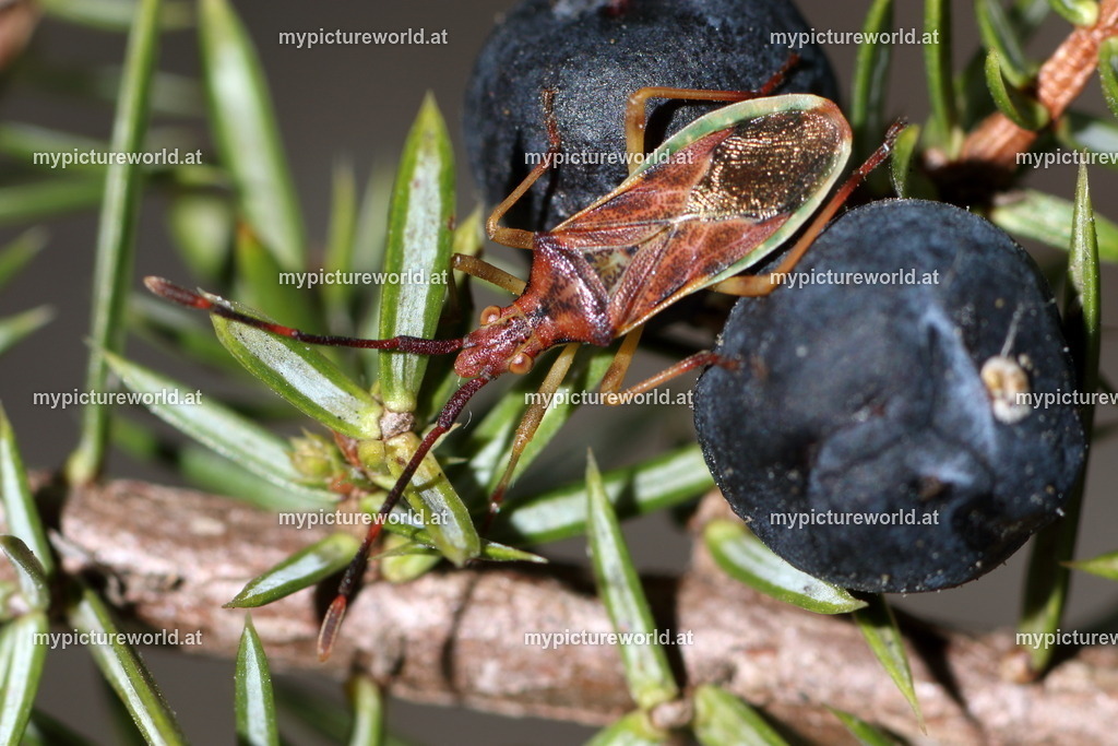 Gonocerus juniperi-001 | Das Bilderarchiv über Tiere, Planzen und Landschaften. In der Bilddatenbank finden Sie ein große Auswahl an hochwertigen Bilder für Ihre Werbung - Realized with Pictrs.com