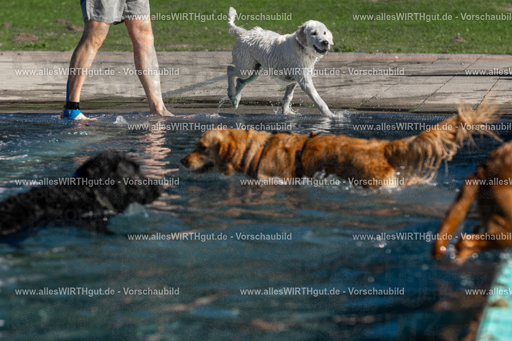 Hundeschwimmen_Volksbad_2026-allesWIRTHgut_Tierfotografie-2609061108-FAY06152 | Professionelle Tierfotografie in Mönchengladbach von Daniel Wirth (allesWIRTHgut). Liebevolle & natürliche Bilder von Hunden & Katzen für unvergessliche Erinnerungen.