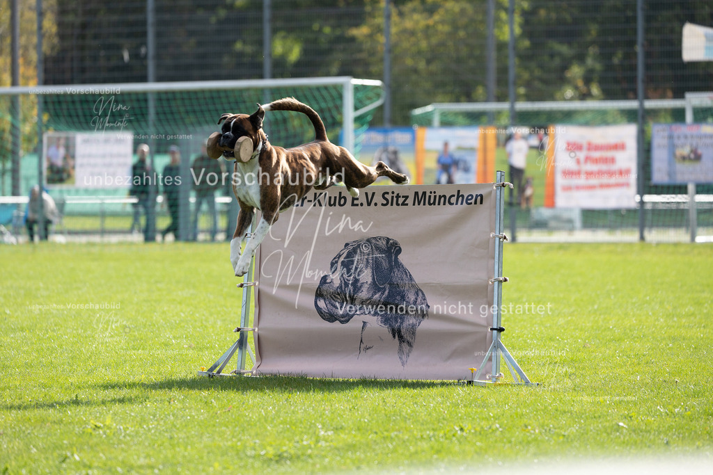 _16A5313 | Einzigartige Fotos von Hunden & Menschen –Actionfotos, Portraits, Vereinsaufnahmen & Paarshootings – authentisch, lebendig & mit Herz.