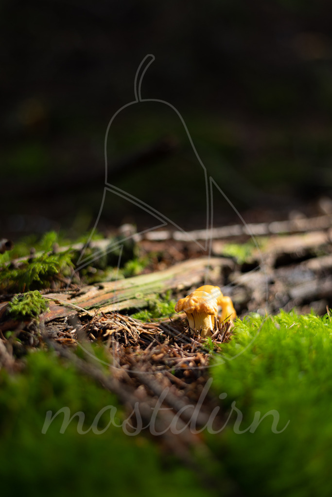 Eierschwammerl | Bei Veröffentlichung des Bildes ist eine Namensnennung wie folgt erforderlich: 
Foto: Mostdirn Irmgard Wieser - Realisiert mit Pictrs.com