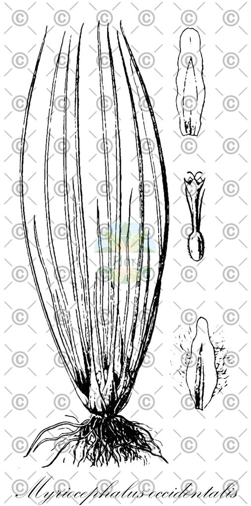 HistAbb_7PL9L_2_ENZY_Simple | Historische Abbildung von Myriocephalus occidentalis - Asteraceae | Historical Illustration of Myriocephalus occidentalis - Asteraceae
