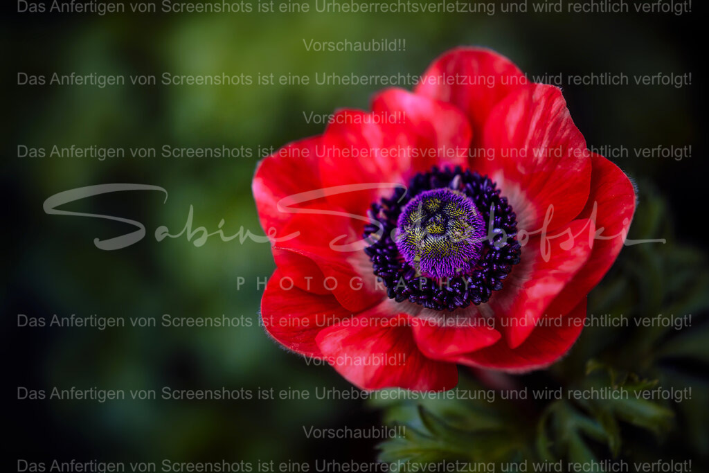 Wandbild Anemone | People- und Tierfotografie, Imageaufnahmen, Veranstaltungsfotografie und Wandbilder aus der Natur ★ Made in Germany ✔️ Druck + Downloads ✔️ Naturfotografie in Top Qualität ★ schneller Versand, weltweite Lieferung! - Realisiert mit Pictrs.com