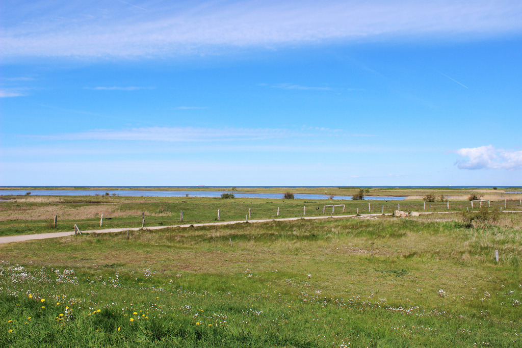 Wandbild: Puttgarden auf Fehmarn | Dieses Wandbild zeigt ein Feld in Puttgarden auf Fehmarn im Frühling. Am blauen Himmel sind wenige Wolken zu sehen.  - Realisiert mit Pictrs.com